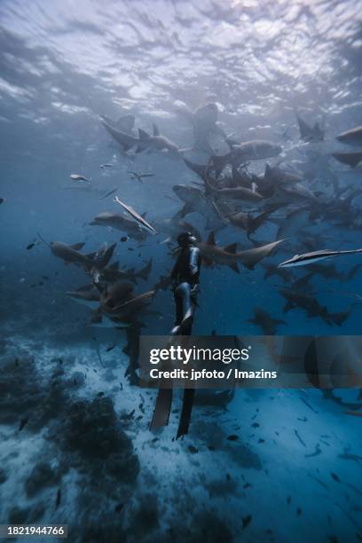 maldives sea life, diving with sharks - aqua jogging stock pictures, royalty-free photos & images