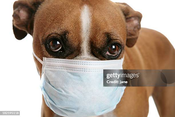 boxer dog with a flu mask on its snout - dog mask stock pictures, royalty-free photos & images