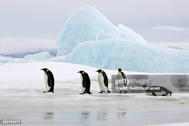 emperors sobre hielo - antarctica penguin fotografías e imágenes de stock