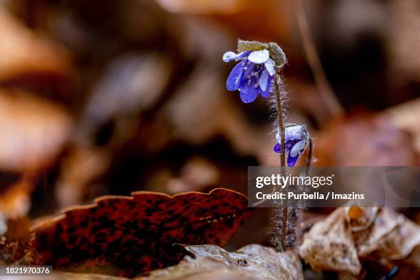 gimcheon jikjisa neungyeo valley hepatica - purbella - fotografias e filmes do acervo