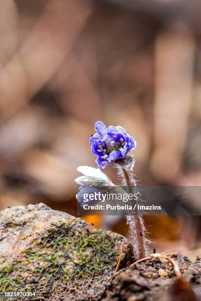 gimcheon jikjisa neungyeo valley hepatica - purbella stock pictures, royalty-free photos & images