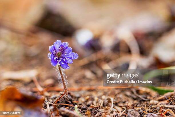 gimcheon jikjisa neungyeo valley hepatica - purbella photos et images de collection