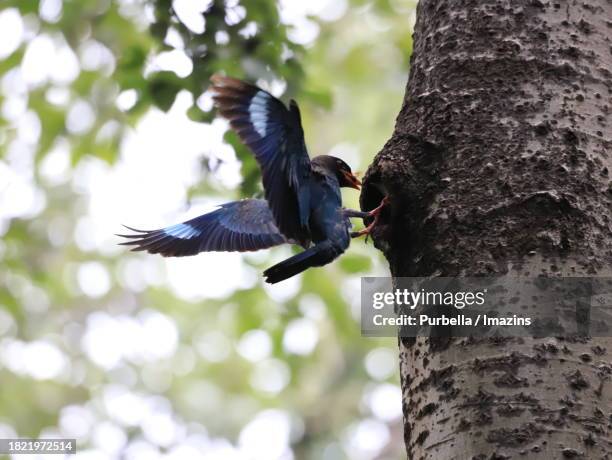 a scene where a bluebird from geumseong village in daecheong lake brings food to its chick - purbella stock pictures, royalty-free photos & images