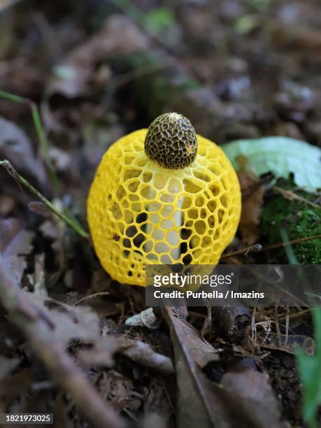 daecheongho lake trail a single yellow mantle mushroom is blooming brightly - purbella stock pictures, royalty-free photos & images