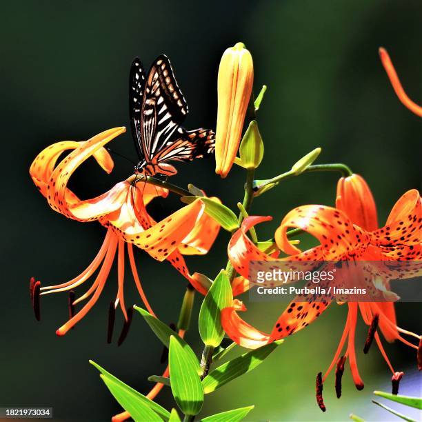 in gobongsan mountain near daecheong lake, a swallowtail butterfly searches for nectar from a lily flower - purbella photos et images de collection