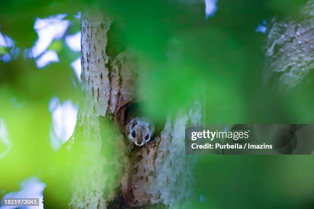 on the path around daecheong lake, i am watching people taking pictures in a hole in a tree - purbella - fotografias e filmes do acervo