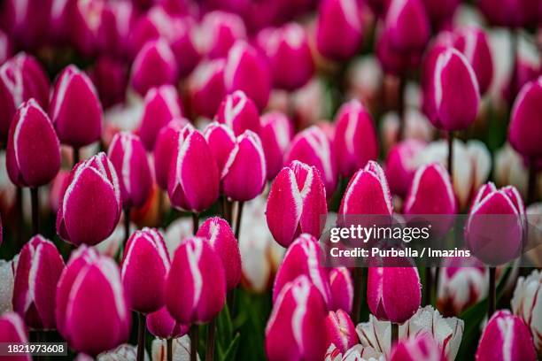 tulip flower bed - purbella photos et images de collection