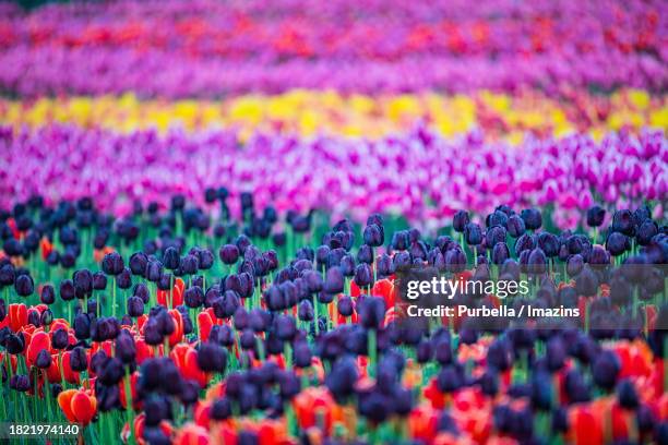 tulip flower bed - purbella photos et images de collection