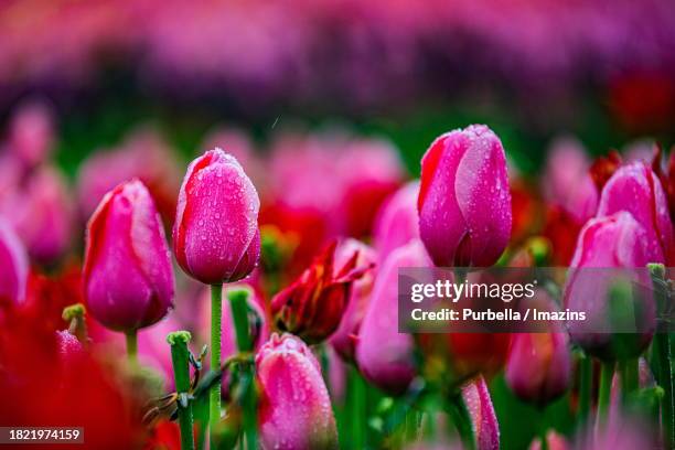 tulip flower bed - purbella photos et images de collection