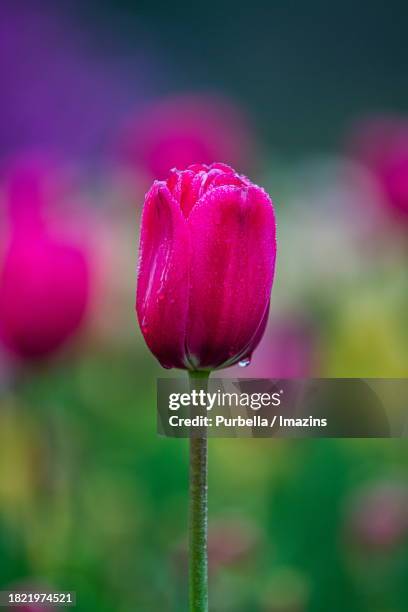 one tulip - purbella stock pictures, royalty-free photos & images