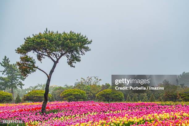 tulip flower bed and pine tree - purbella stock pictures, royalty-free photos & images