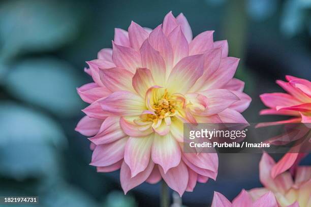 dahlia flower - purbella stock pictures, royalty-free photos & images