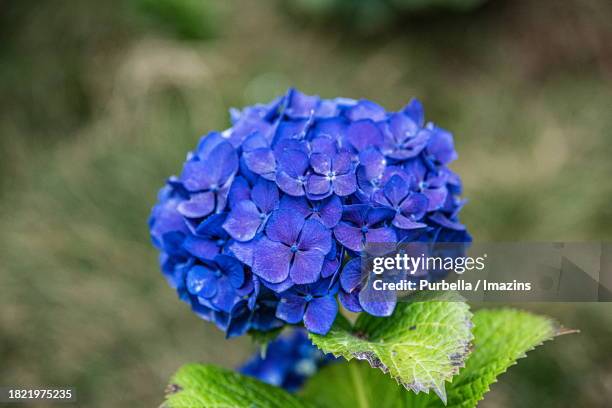 blue hydrangea - purbella photos et images de collection