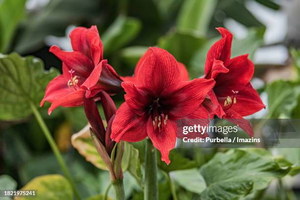 amaryllis - purbella - fotografias e filmes do acervo