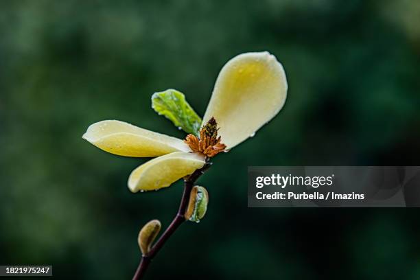 magnolia flower - purbella photos et images de collection