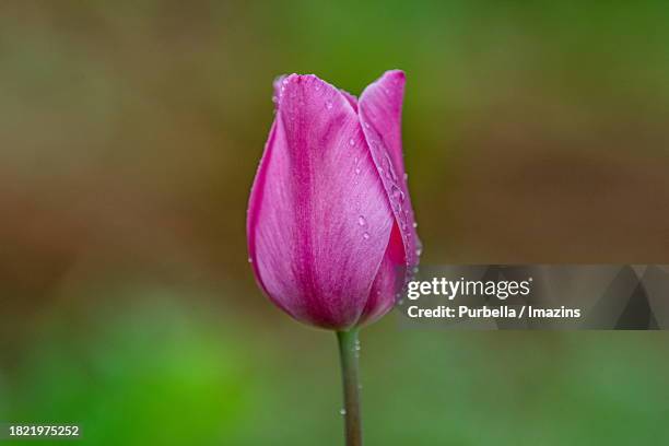 one tulip - purbella photos et images de collection