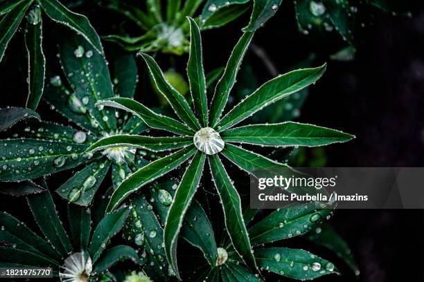 water droplets on flower leaves - purbella stock pictures, royalty-free photos & images