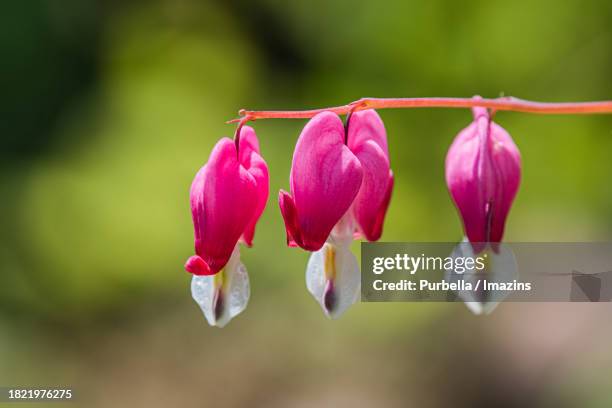 bleeding heart - demilitarized zone - purbella - fotografias e filmes do acervo