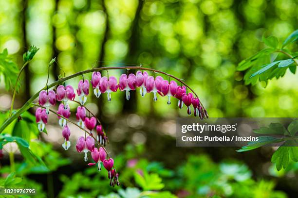 bleeding heart - demilitarized zone - purbella - fotografias e filmes do acervo