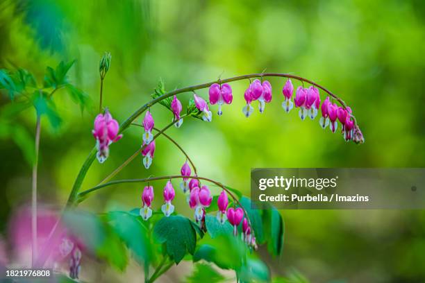 bleeding heart - demilitarized zone - purbella photos et images de collection