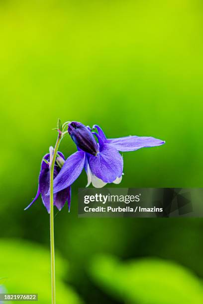 plum blossom - demilitarized zone - purbella stock pictures, royalty-free photos & images