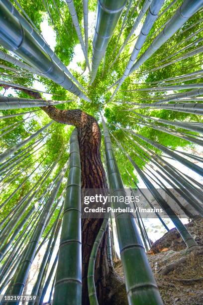 bamboo and pine - symbiosis - purbella stock pictures, royalty-free photos & images