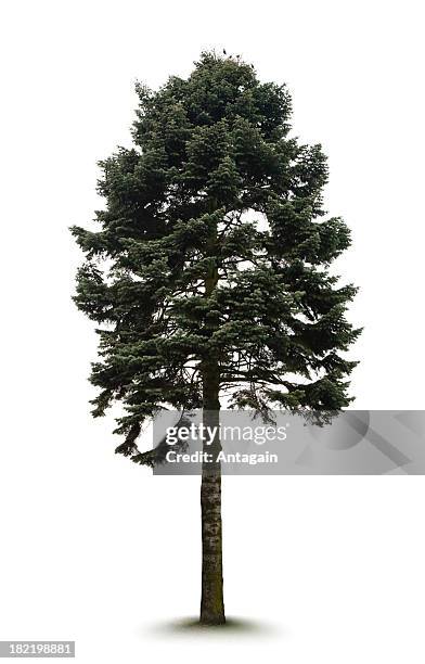 tree  - nadelbaum freisteller stock-fotos und bilder