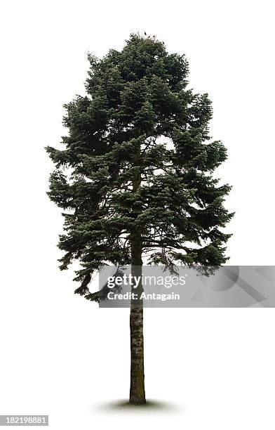 árbol - pino fotografías e imágenes de stock