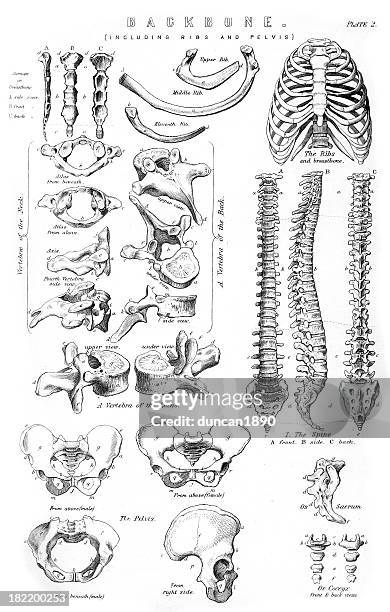 menschliche rückgrat - schambeinfuge stock-grafiken, -clipart, -cartoons und -symbole