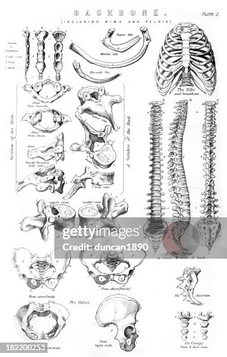 Different Backbone Human Backbone High-Res Vector Graphic - Getty Images
