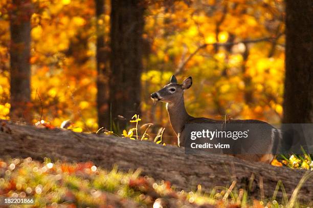 white-tailed deer - witstaarthert stockfoto's en -beelden