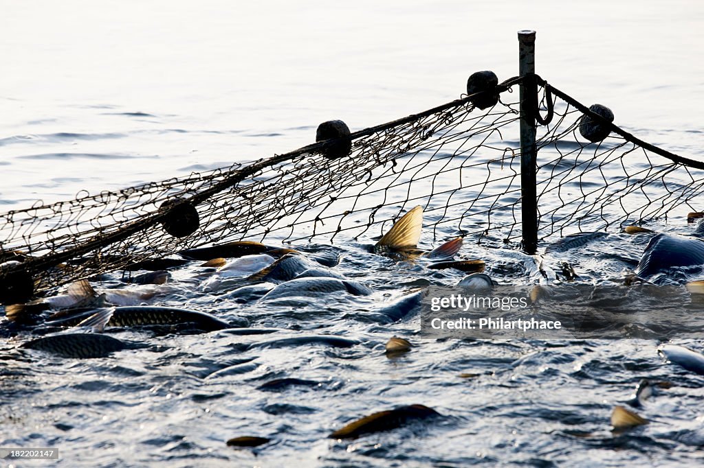 Big net thrown in the ocean capturing lots of fish