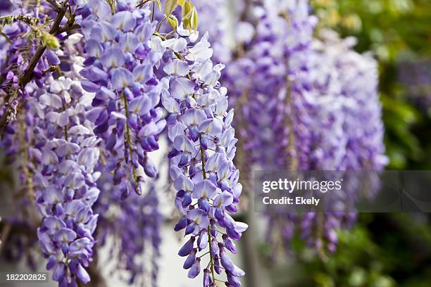 blue wisteria in spring. - wisteria stock pictures, royalty-free photos & images