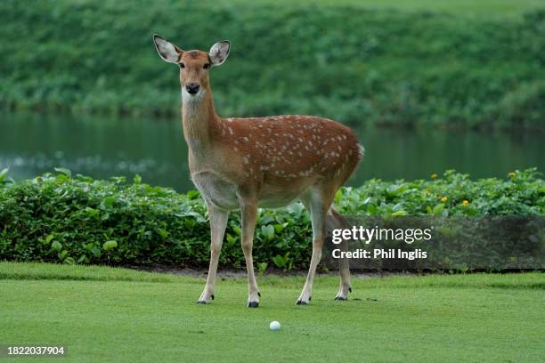 Local deer runs on the 17th fairway on Day One of the Vinpearl DIC Legends Vietnam at Vinpearl Resort Nha Trang on November 30, 2023 in Nha Trang,...