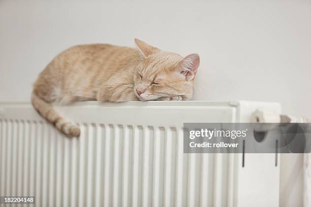 gatto pigro - termosifone foto e immagini stock