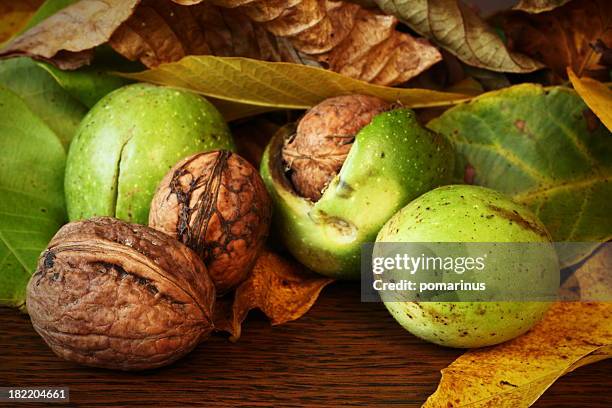 2,077 クルミの木 Stock Photos, High-Res Pictures, and Images - Getty Images