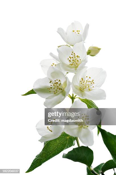jasmine blossoms - jasmijn stockfoto's en -beelden