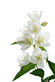 jasmine blossoms