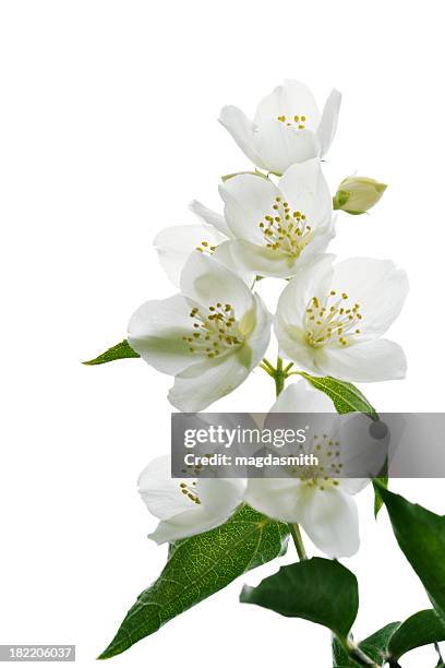 jasmine blossoms - white flowers stock pictures, royalty-free photos & images