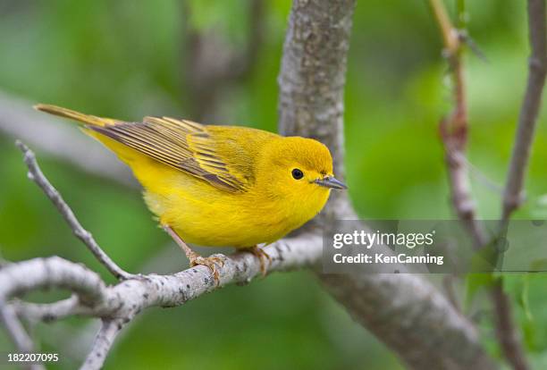 yellow warbler bird - yellow perch bildbanksfoton och bilder