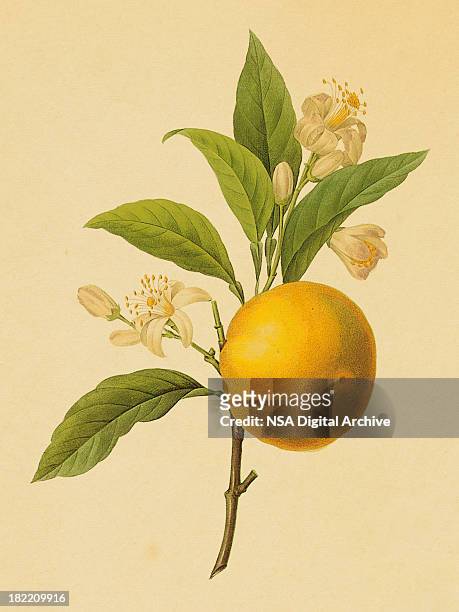 ilustraciones, imágenes clip art, dibujos animados e iconos de stock de naranja/antigüedades ilustraciones de flor - grabado técnica de ilustración ilustraciones