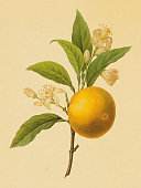 Orange | Antique Flower Illustrations