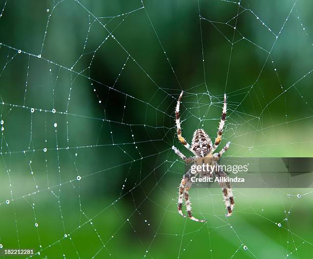 black, white and yellow spider in the center of a wet web - spider web bildbanksfoton och bilder