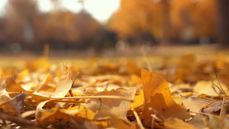 https://media.gettyimages.com/id/1822128461/video/ginkgo-leaves-falling.jpg?b=1&s=640x640&k=20&c=BoTRQFwhDHZnwvEANuqxiPi0M1_pzKjgMzgIRkcbeD4=