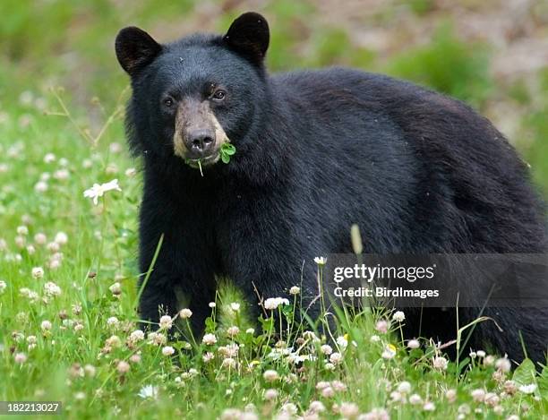 black bear eating clover - asiatic black bears stock pictures, royalty-free photos & images