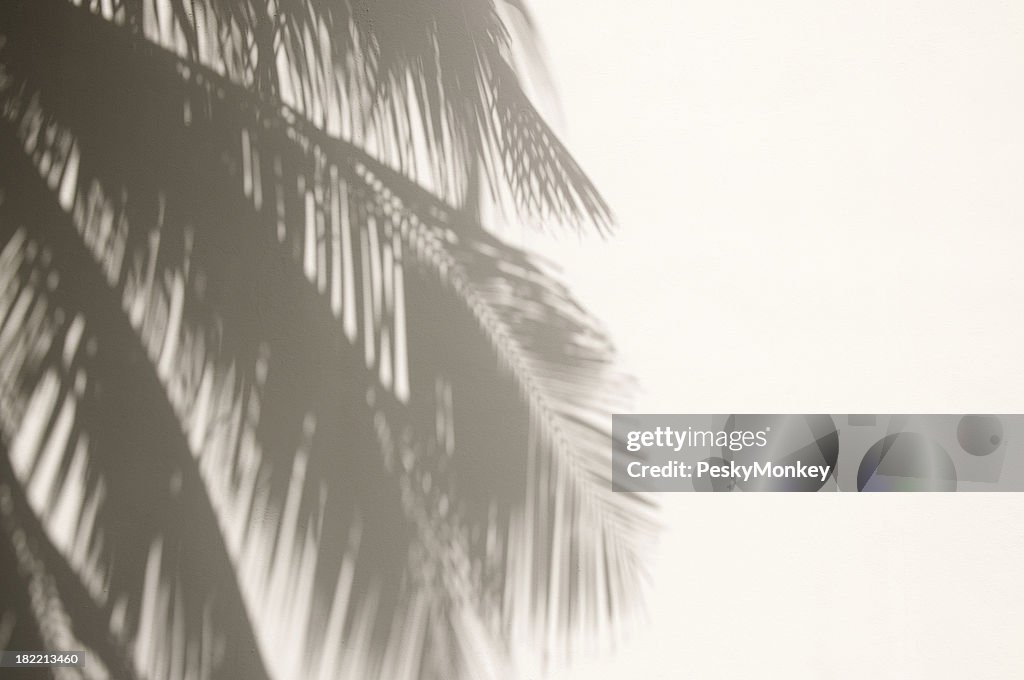 Palm Tree Shadows on White Wall