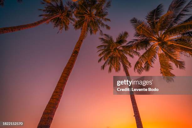 serene tranquil tropical trees background concept. coconut palms peaceful sunset sky. exotic picturesque nature, colorful leaves, natural landscape. summer tropical island holiday or vacation pattern - miami foto e immagini stock