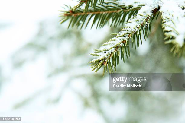 close-up of the spiky leaves of a fir branch under snow - snow branch stock pictures, royalty-free photos & images