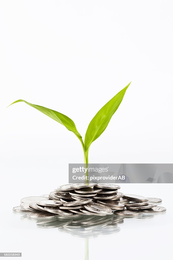 Coins and plant