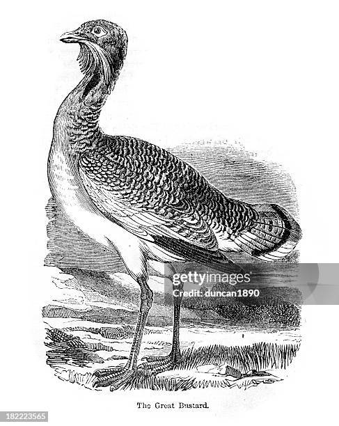 the great bustard - great bustard stock illustrations